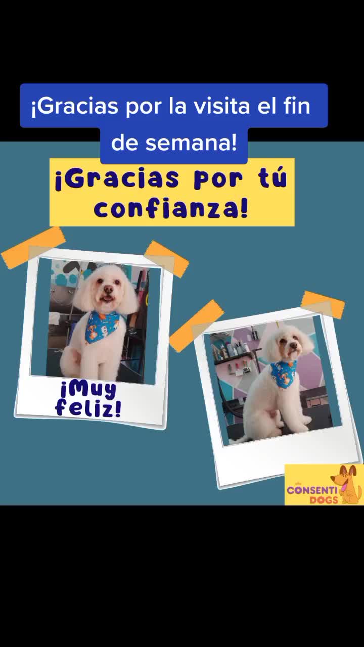 @🐶Consentidogs🐶