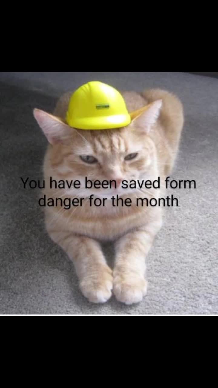 @Safety Cat