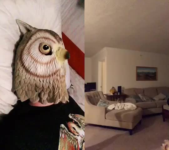 @Owl-Kun