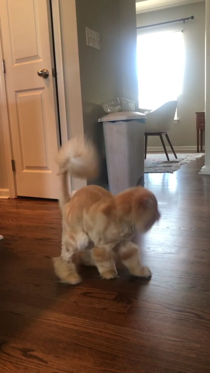 @Nugget the Cat