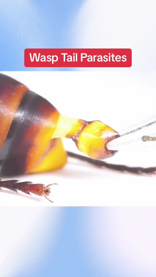 @InsectFlix
