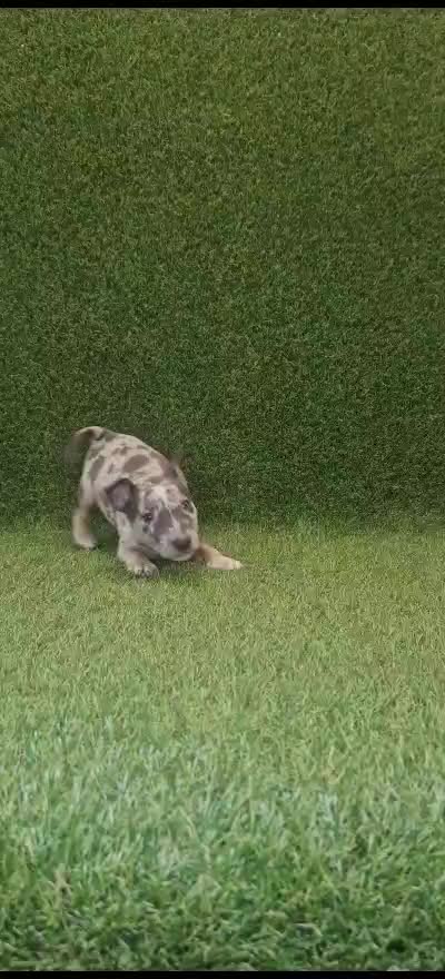 @Mini Bull Terriers from Hell