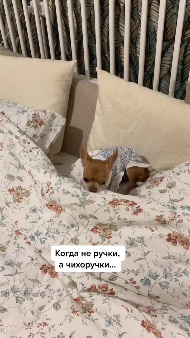 @Оксана & Чихуахуа Бонита