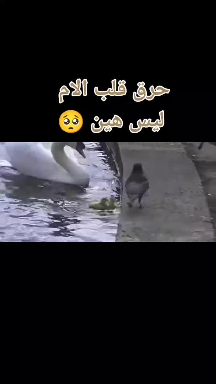 @دعم حسابات