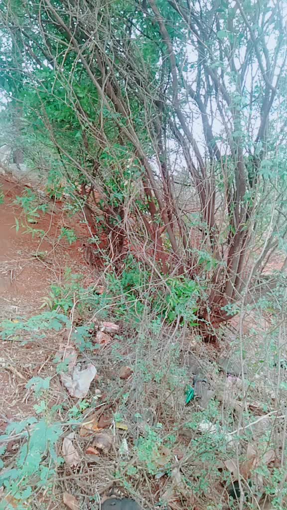 @Virat Selvam