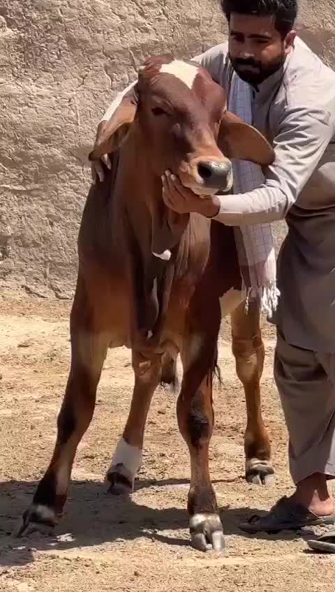 @user82159261514