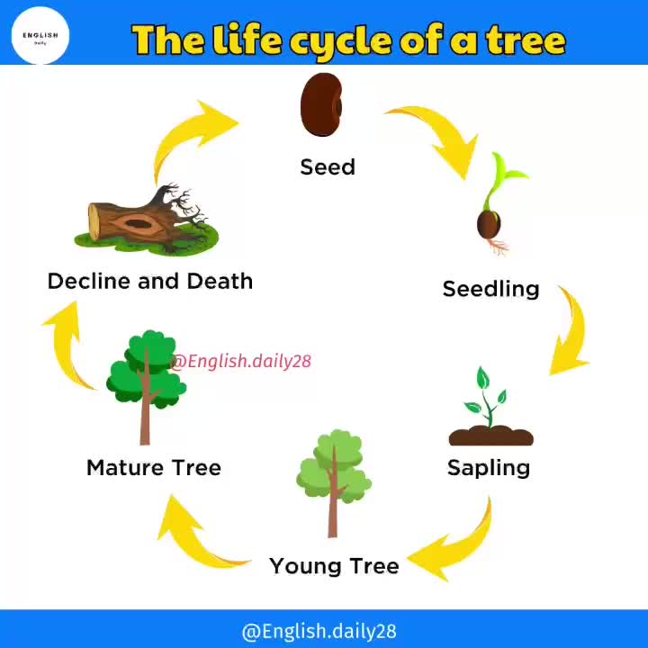 @Daily english learning