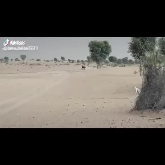 @त्रिवेन्द्र सिंह सिसोदिया
