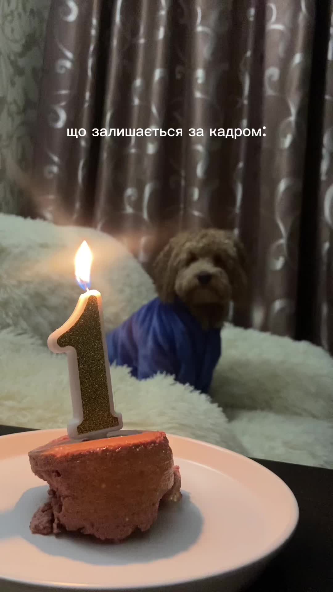 @barney poochon 🐾