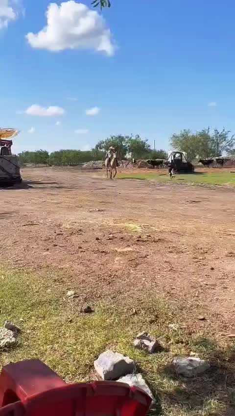 @Gallitobravo