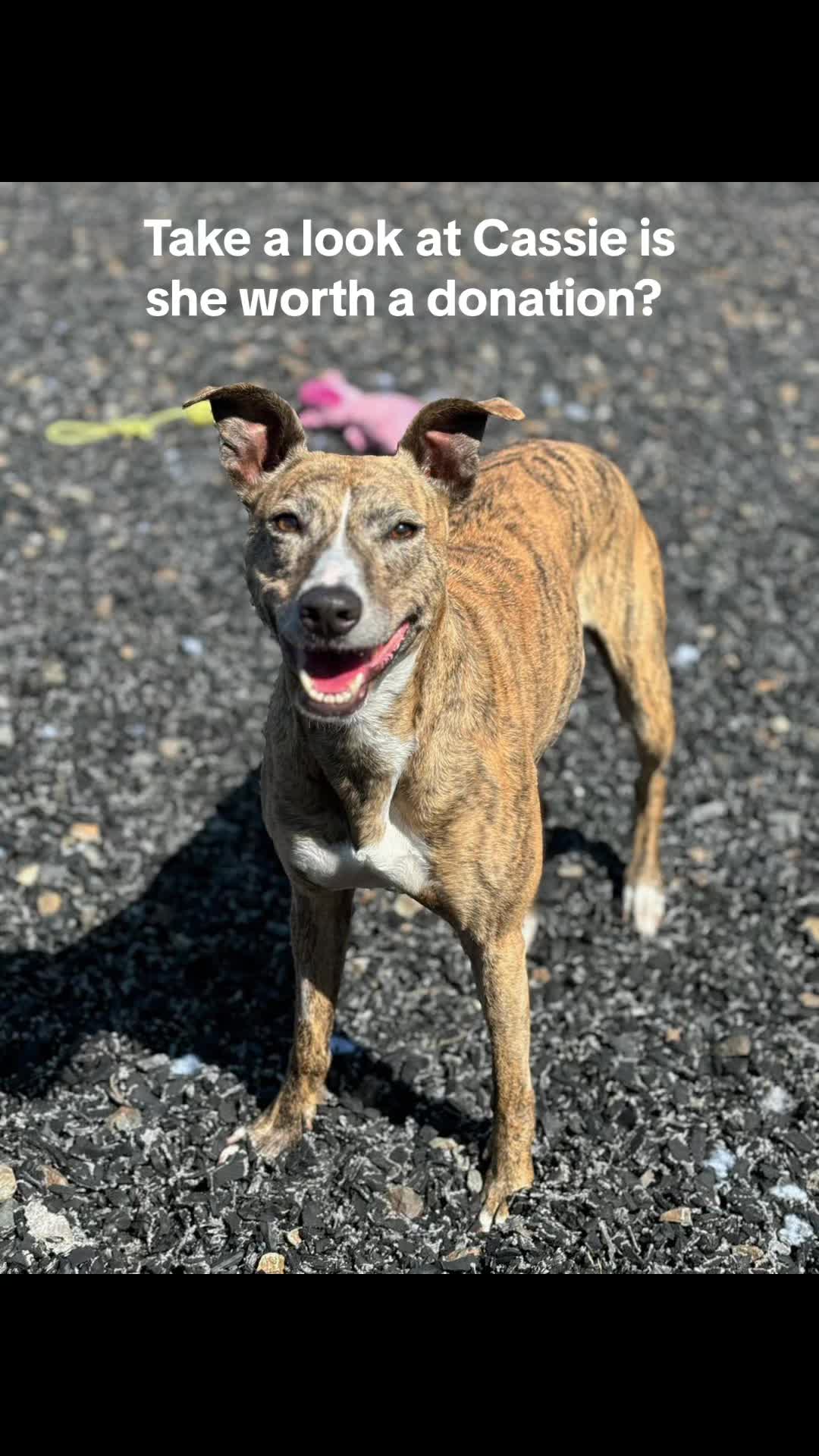 @Greenacres Rescue