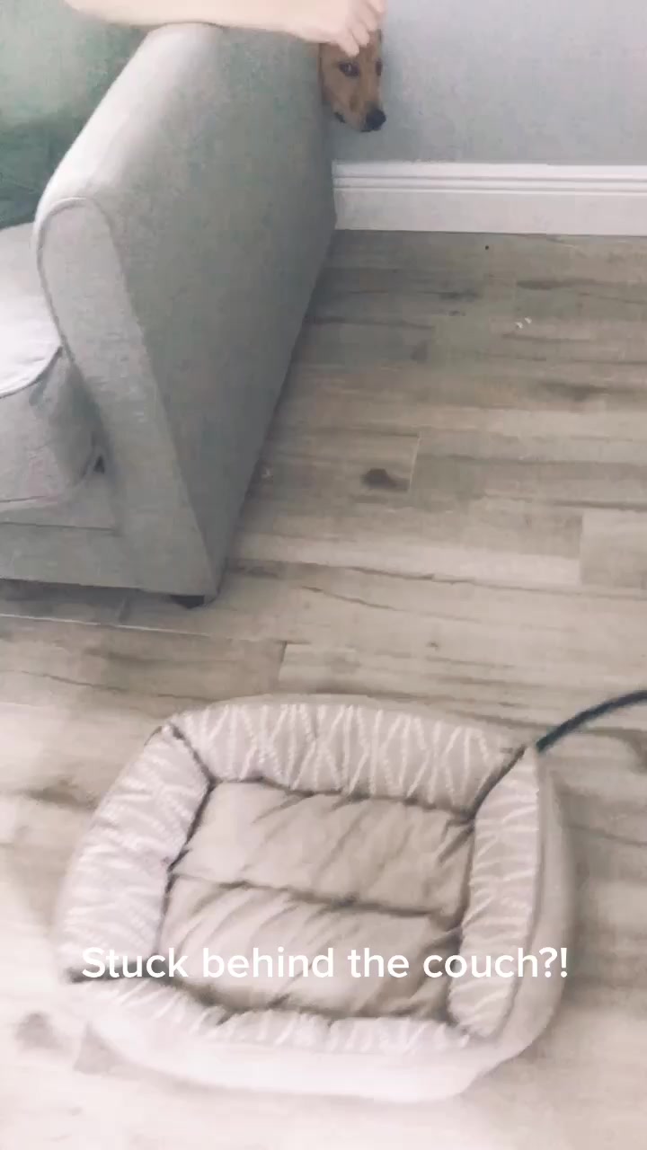 @Xena the dog