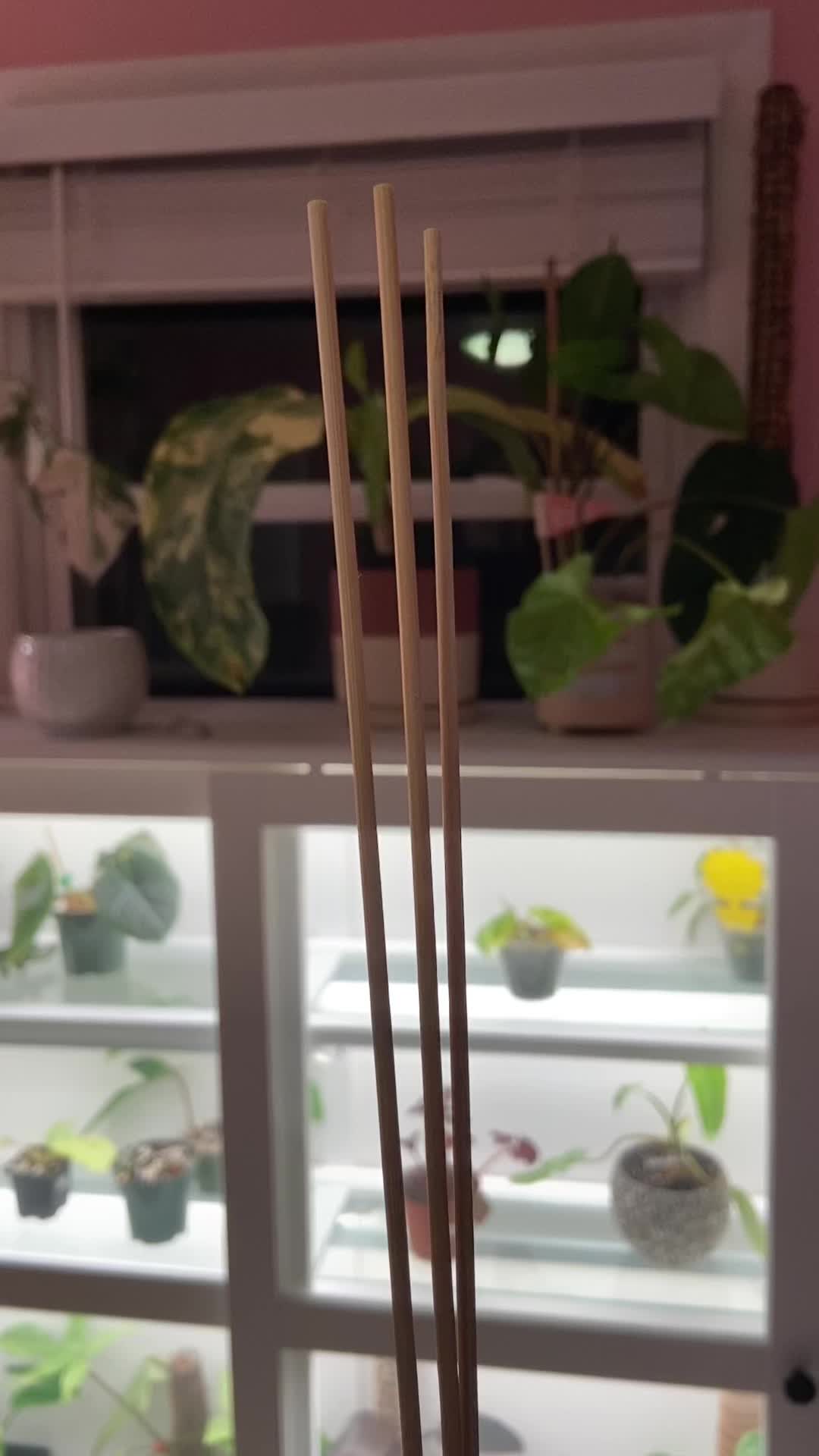 @midwestplantgal