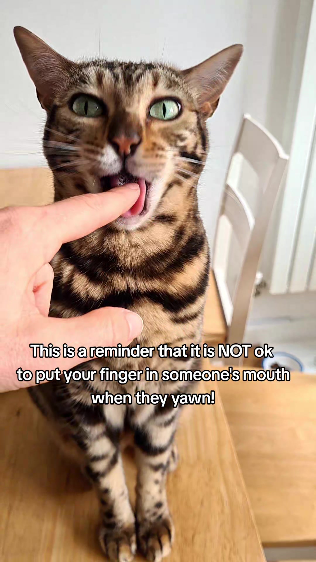 @Paris the Bengal cat