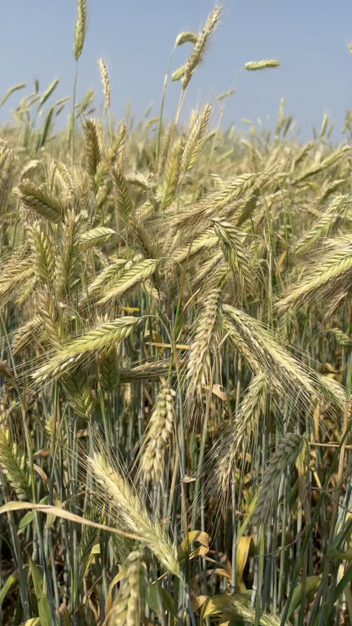 @seednetca