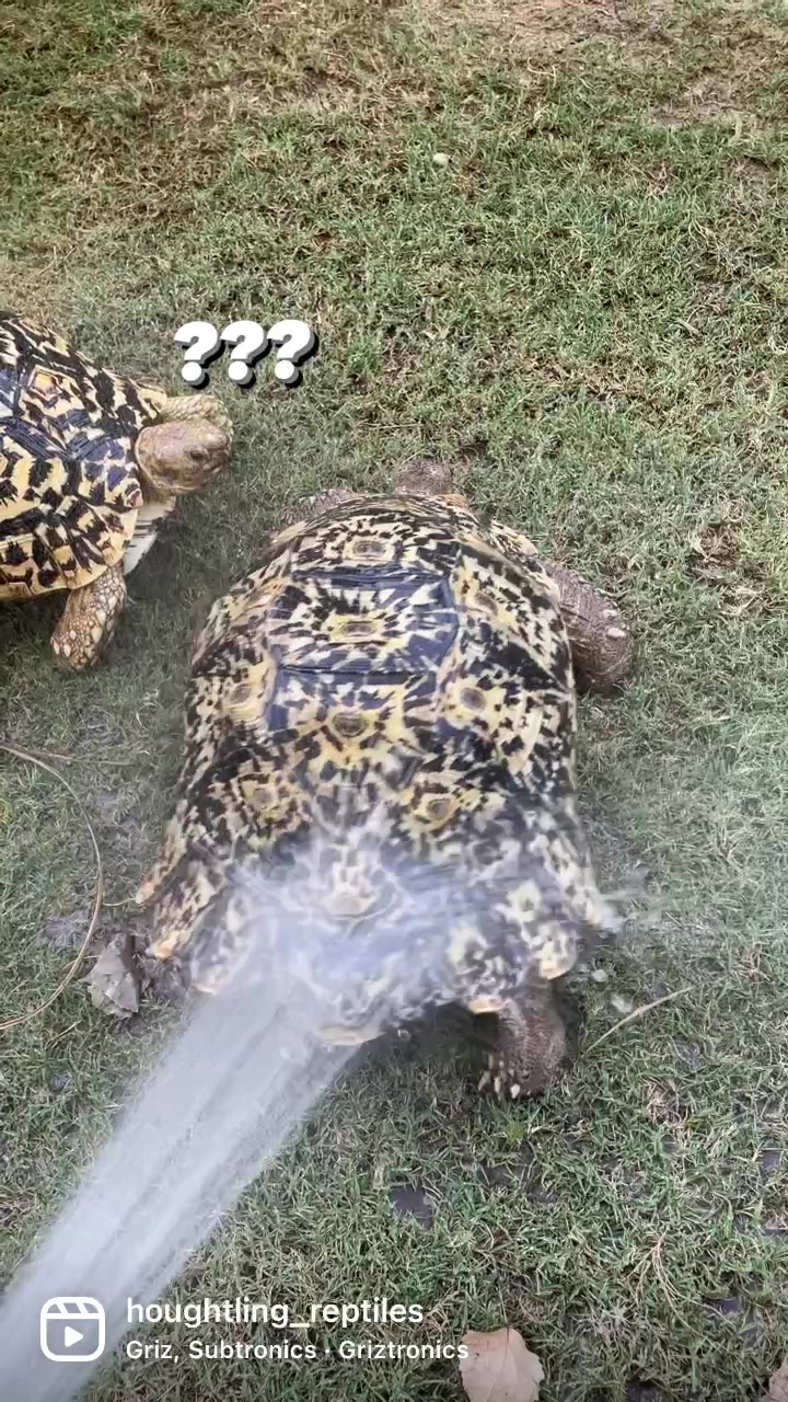 @Houghtling Reptiles