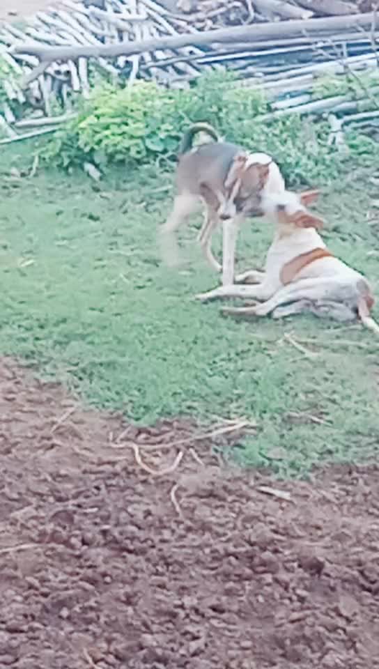 @lakush yadav