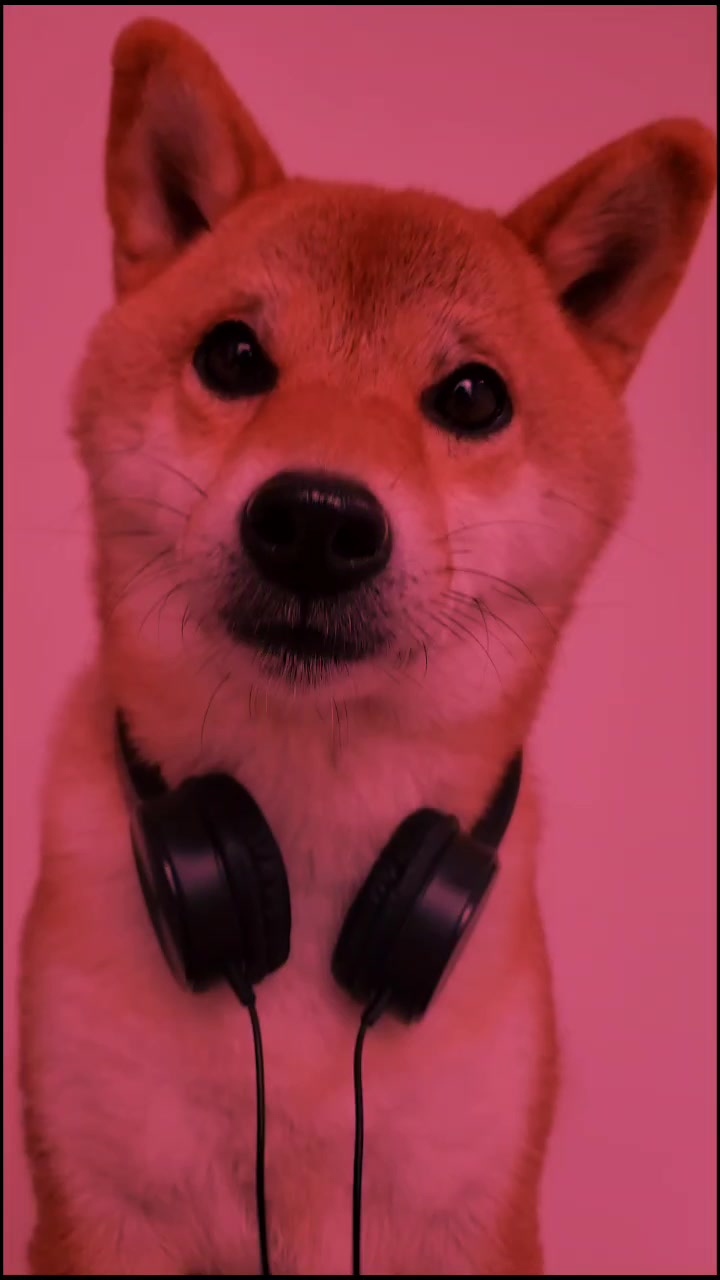 @柴犬コマリ