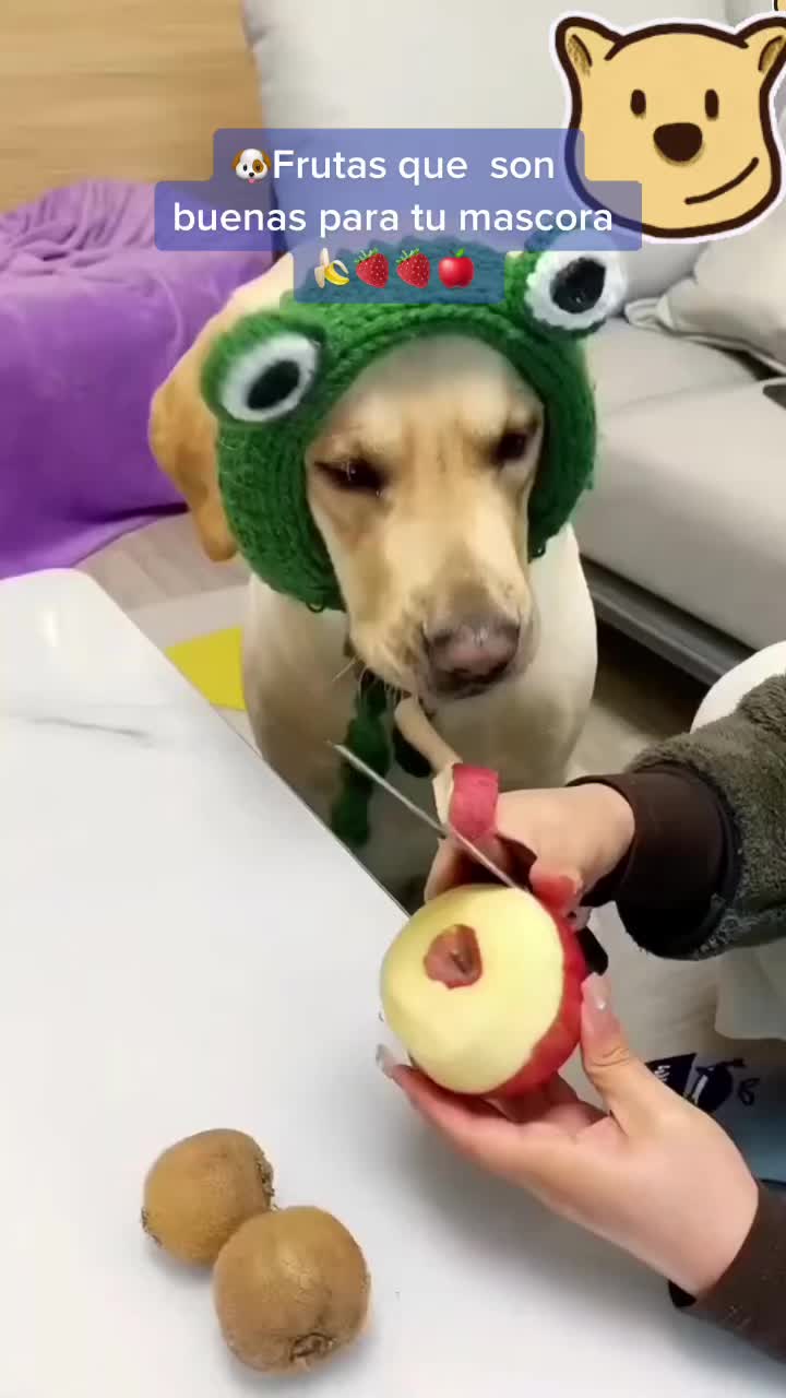 @mascotasfelices