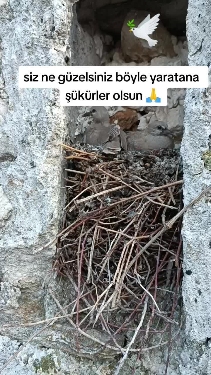 @_Süleyman_76_93 🇫🇷