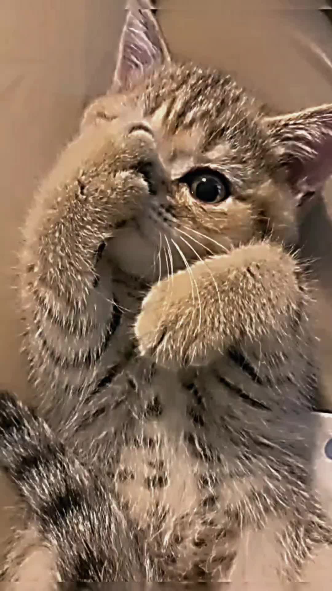 @PET CAT DOG