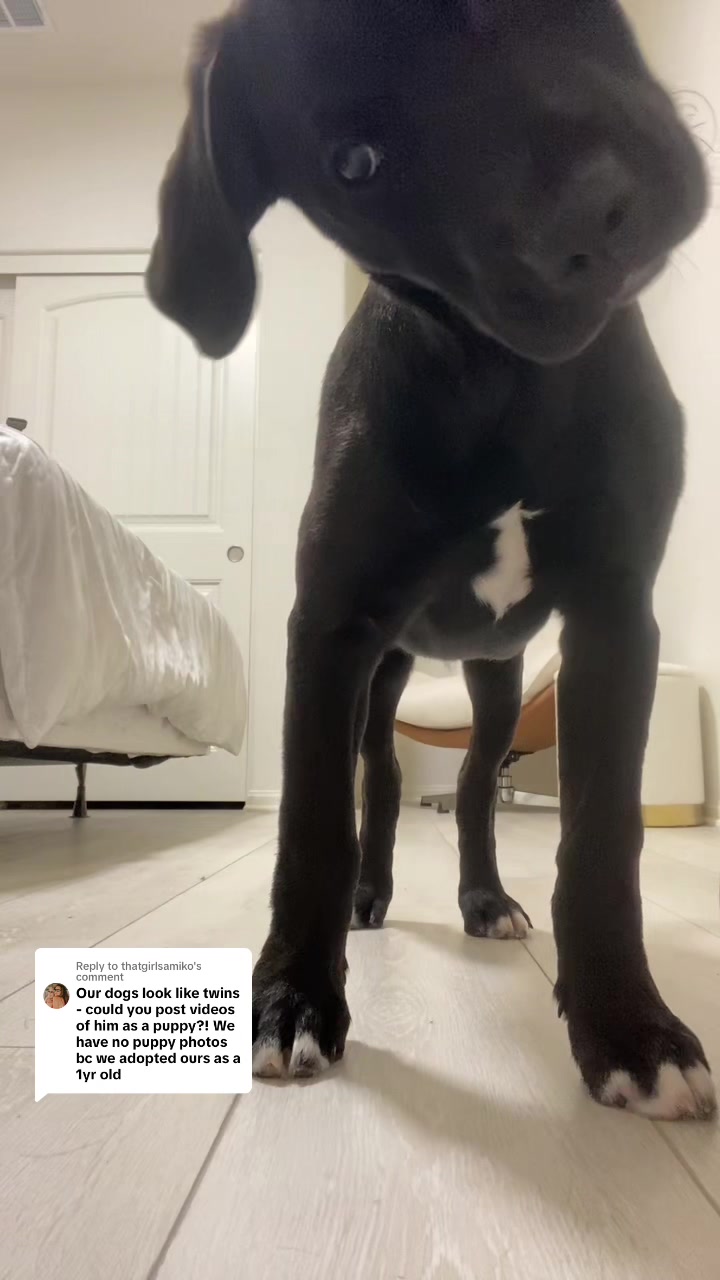 @tagthebullador