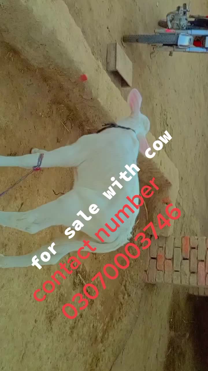 @Ch Qadeer Hanjra