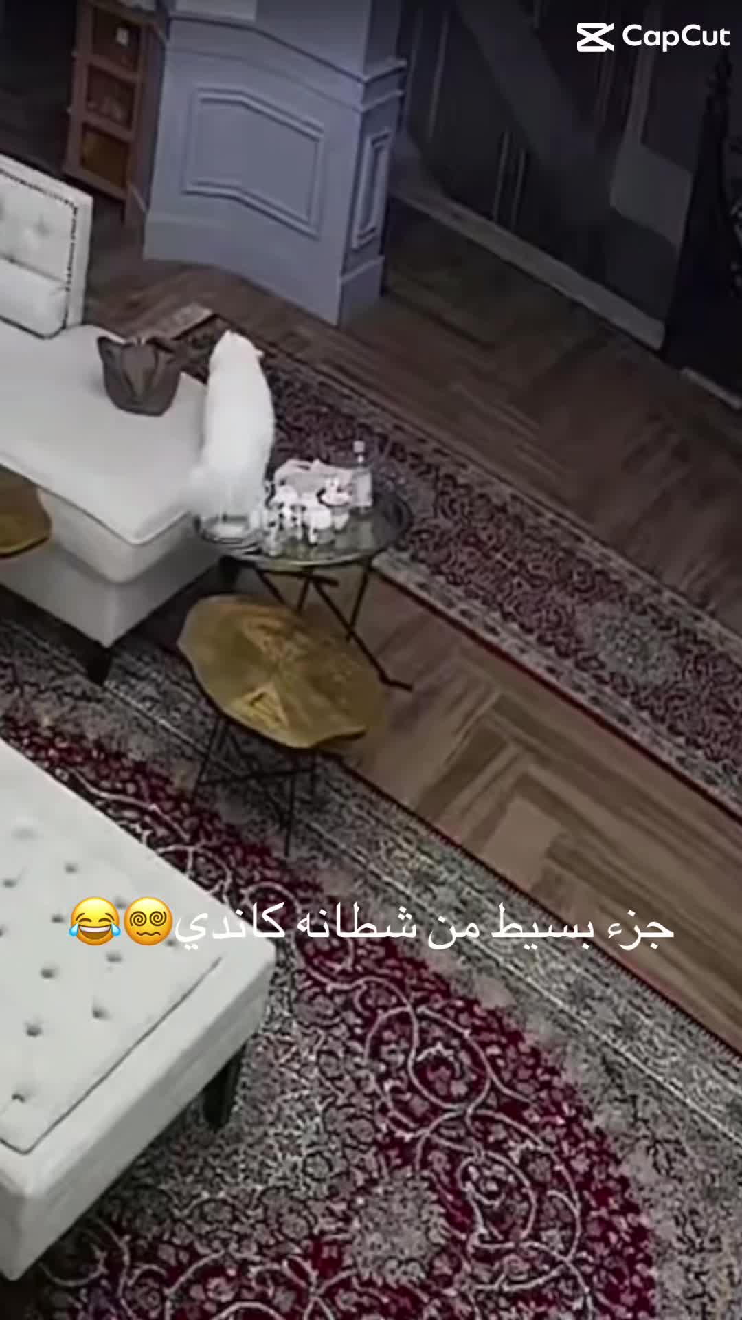 @user39556571203