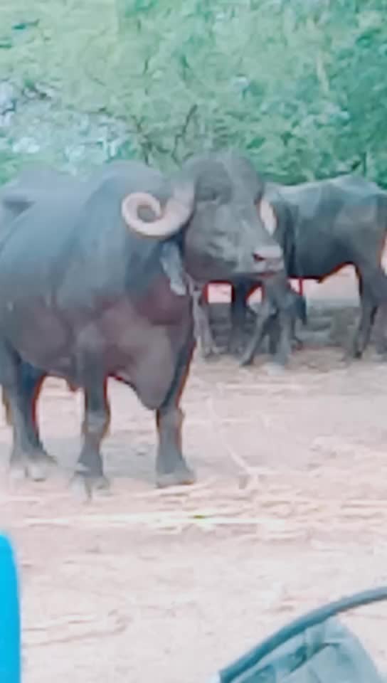 @કેશુભાઈ વાધેલા