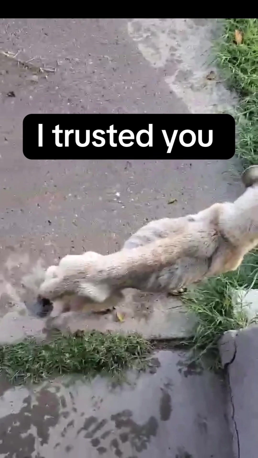 @Jessica ForgottenDogLeague