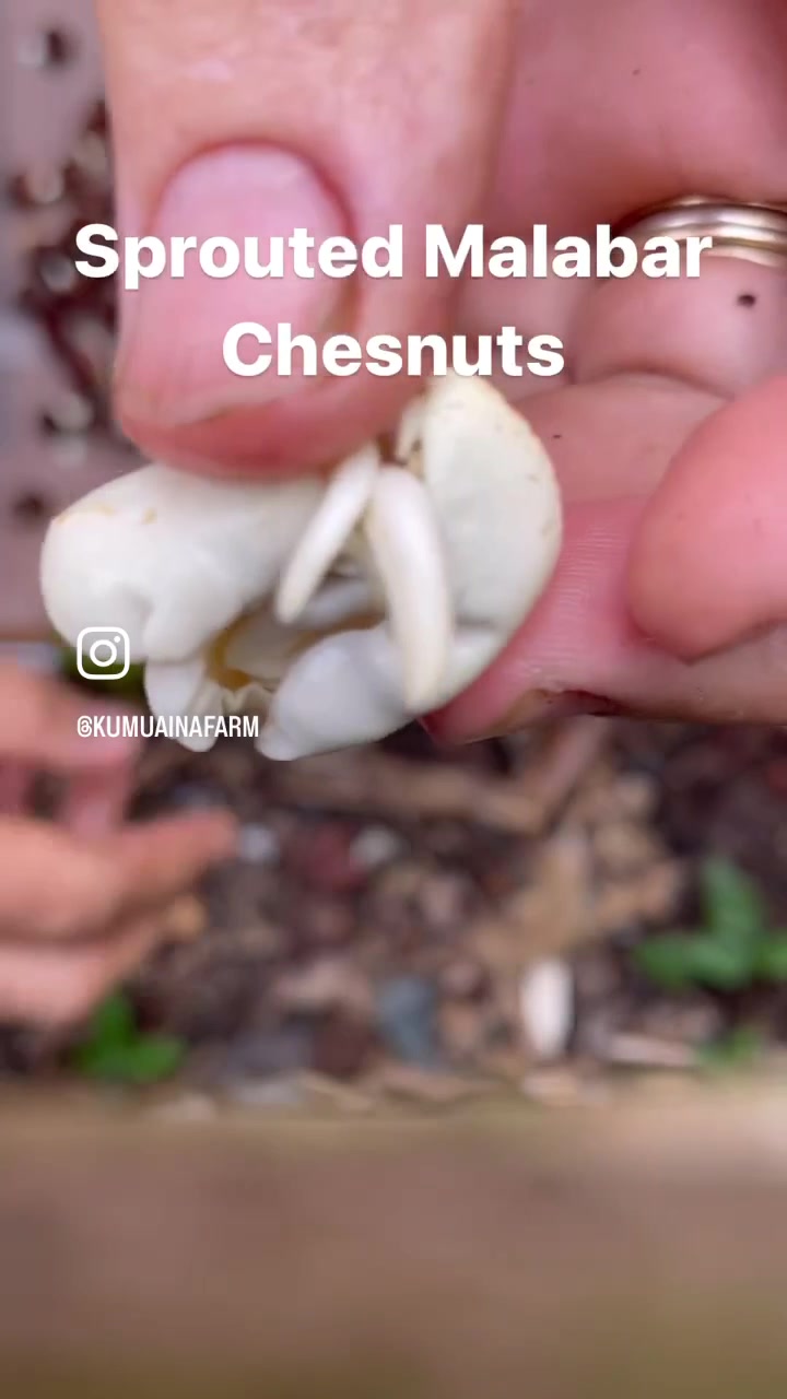 @kumuainafarms