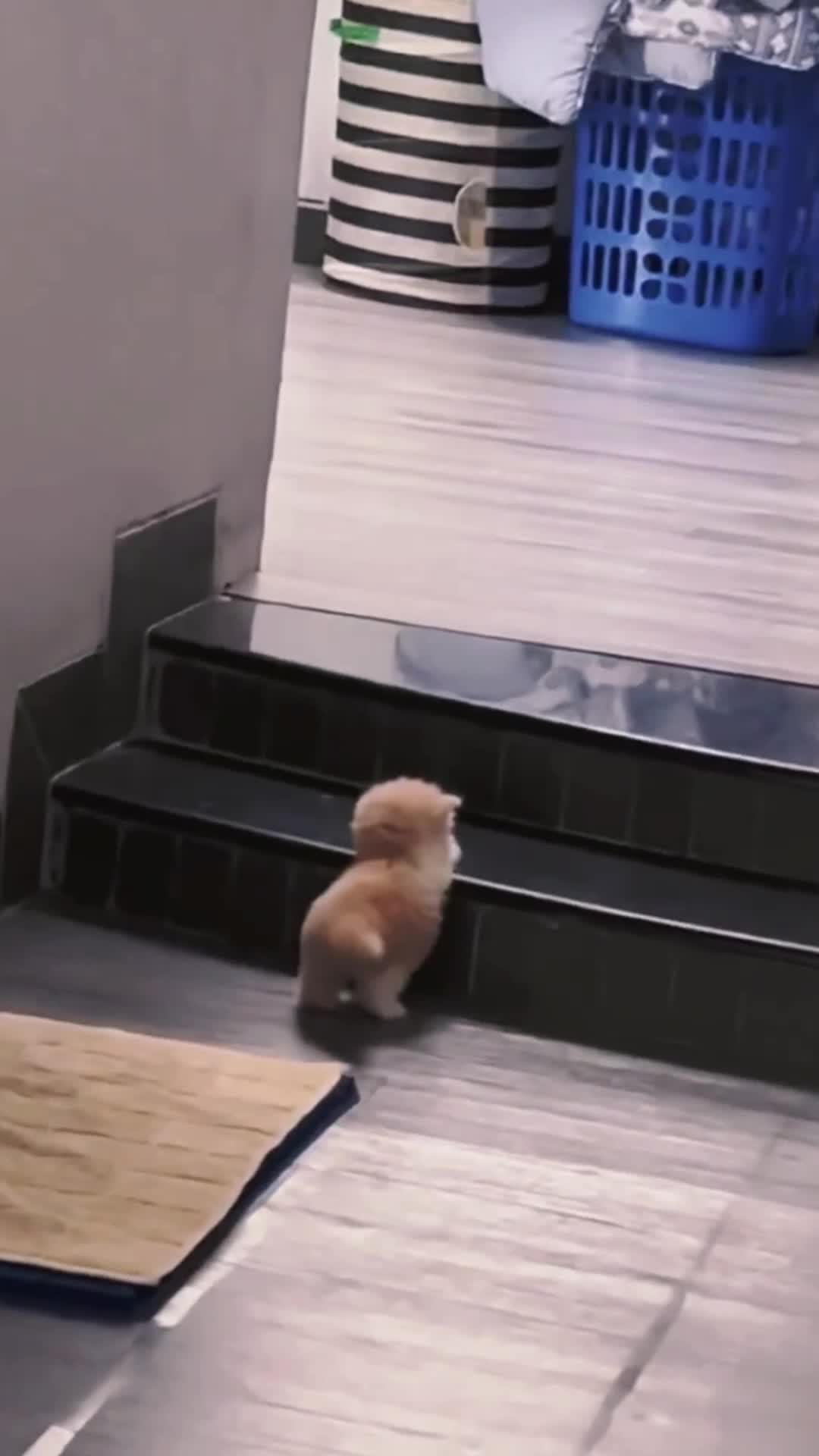 @doepetsupplies