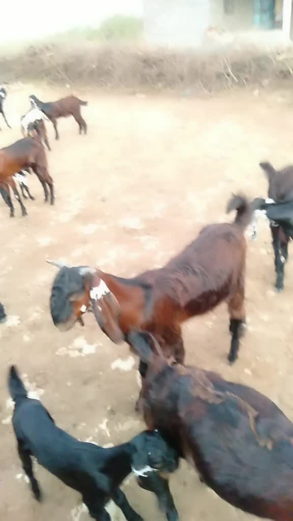 @SK___માલધારી