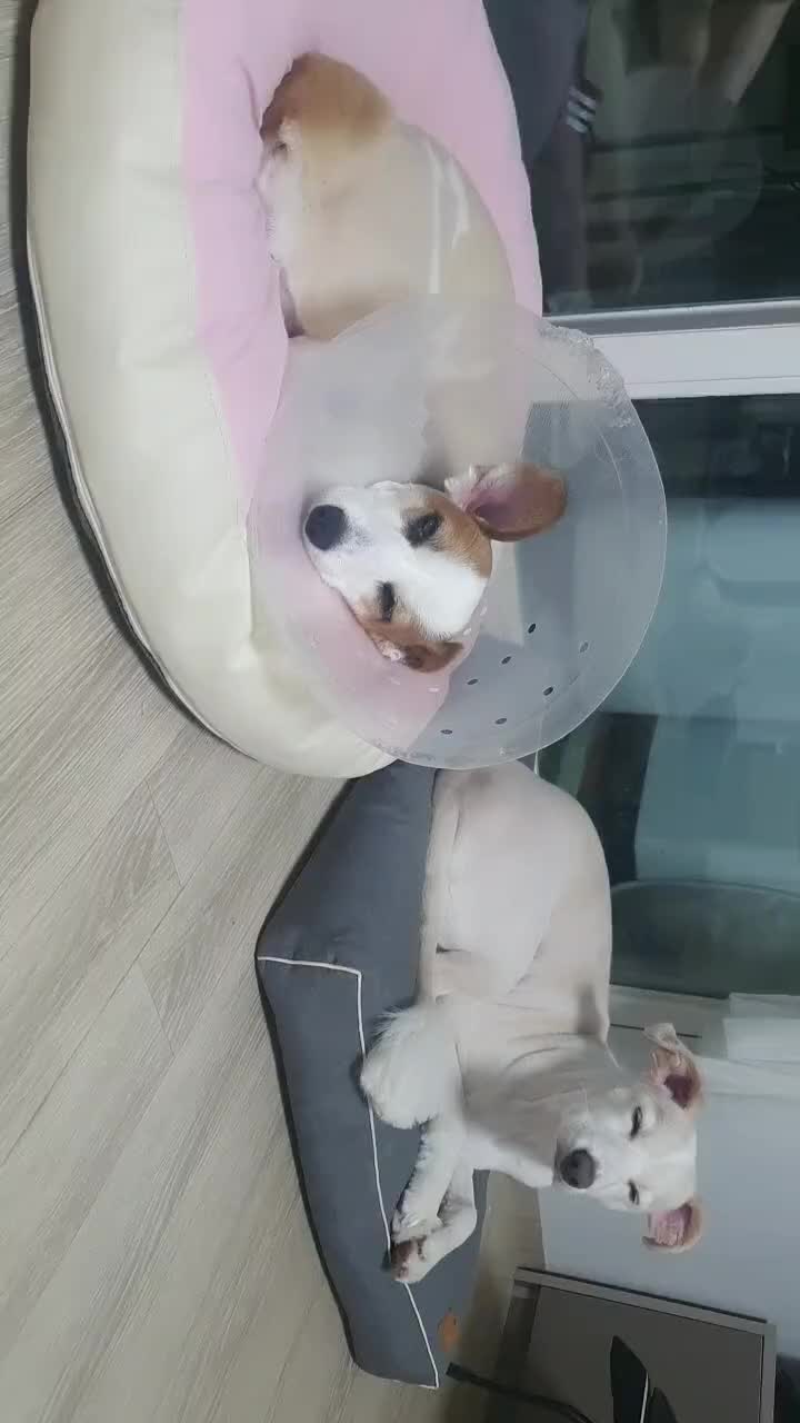 @레몬바라보리