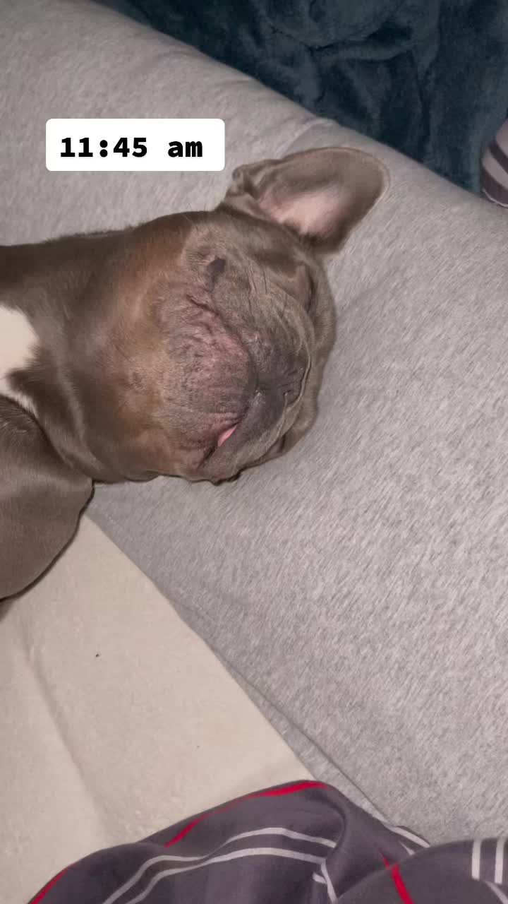 @Cookie 🍪 French Bulldog 🦴