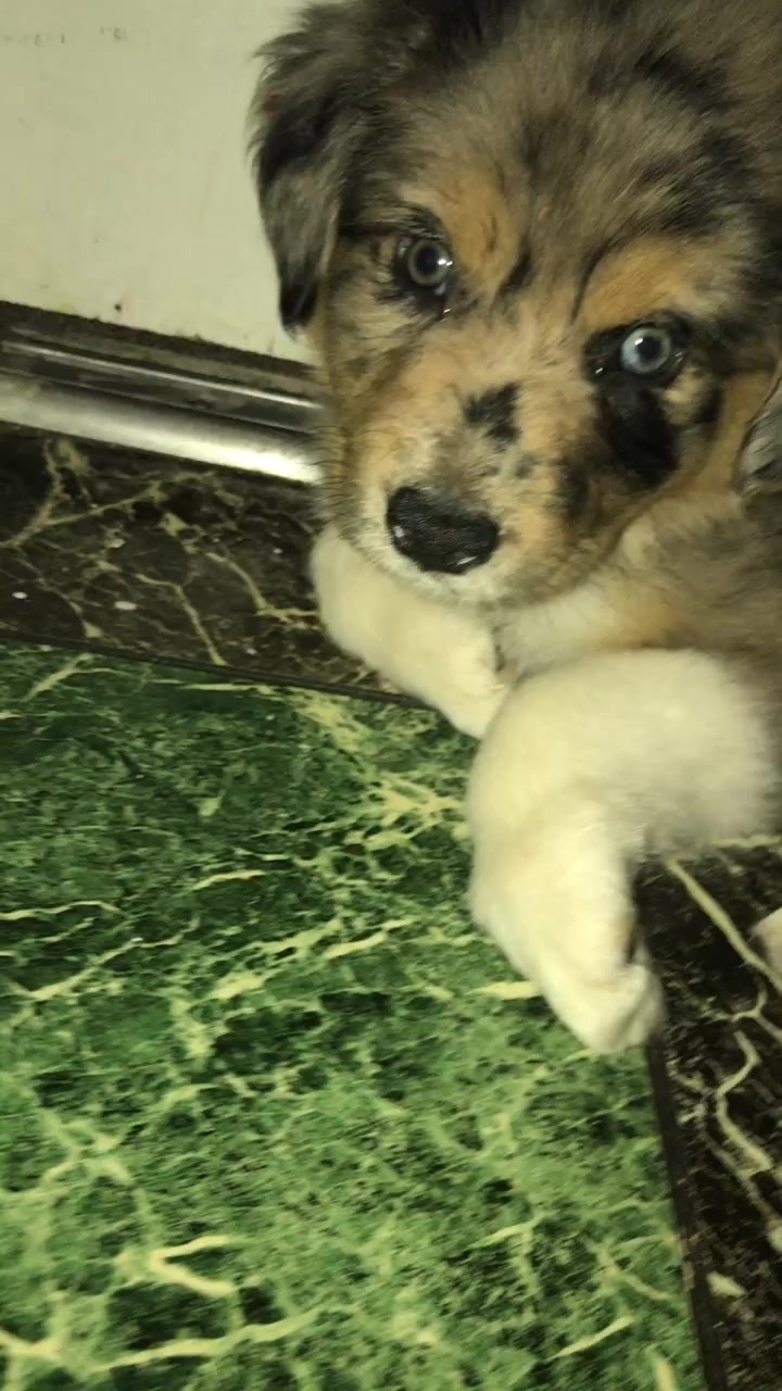 @Kira_the_puppy