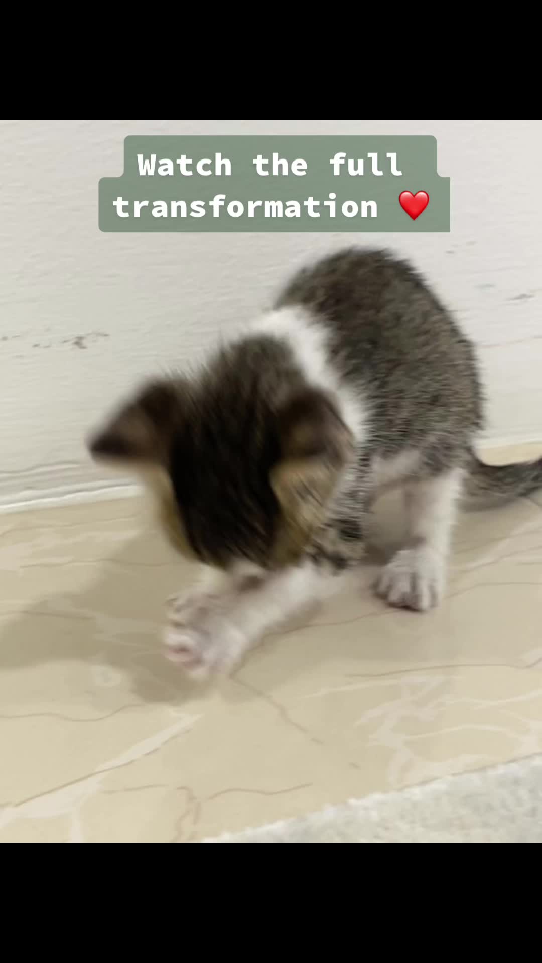 @Mahbooba The Cat