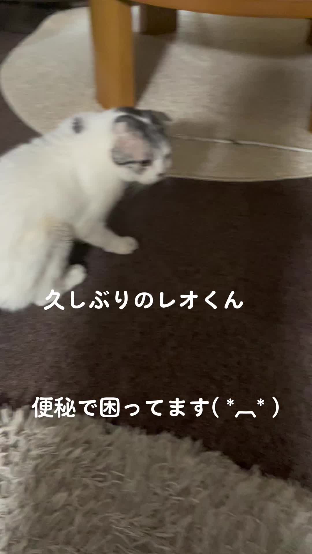 @レオฅ(^^ฅ)