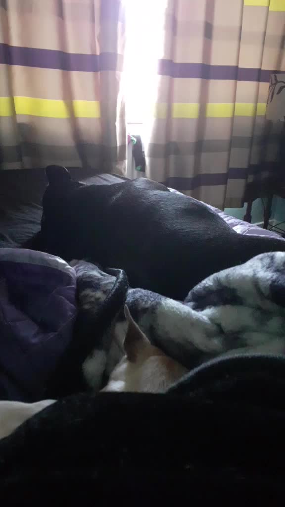 @threedogsanjenny