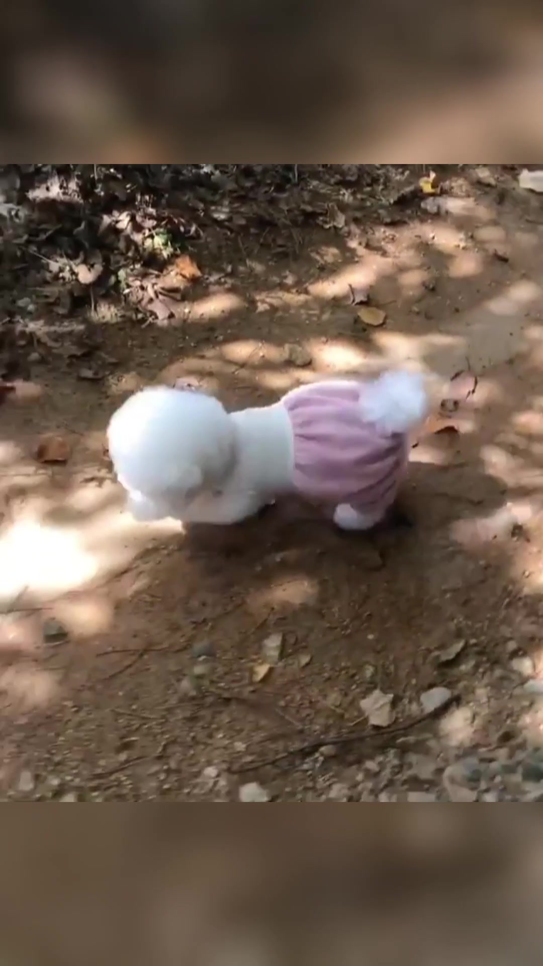 @vdogtv
