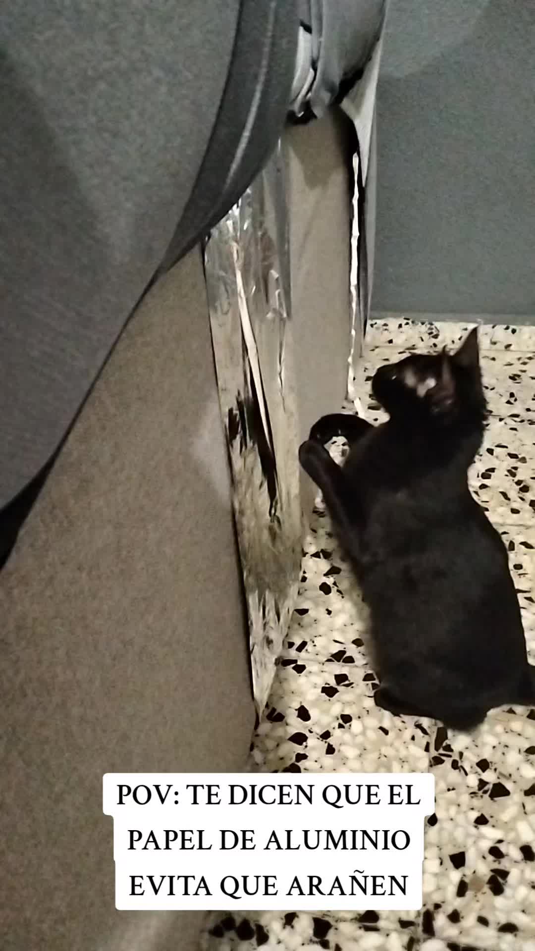 @lalocadelosgatos