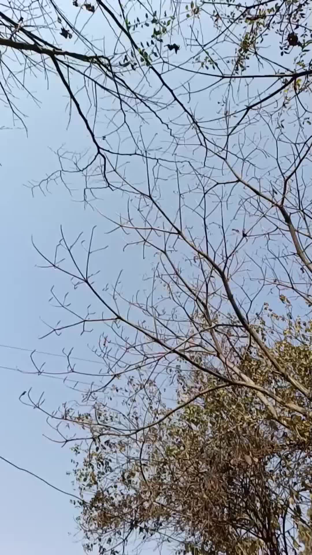 @Linathapa0001