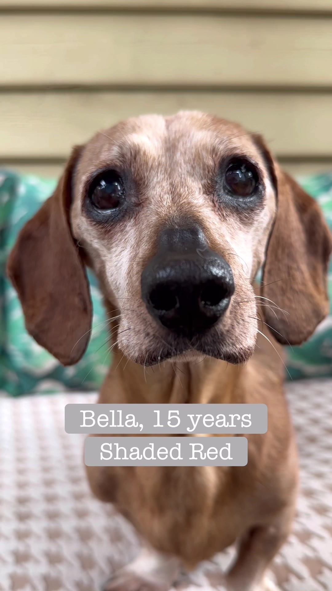 @ONATAH Dachshunds