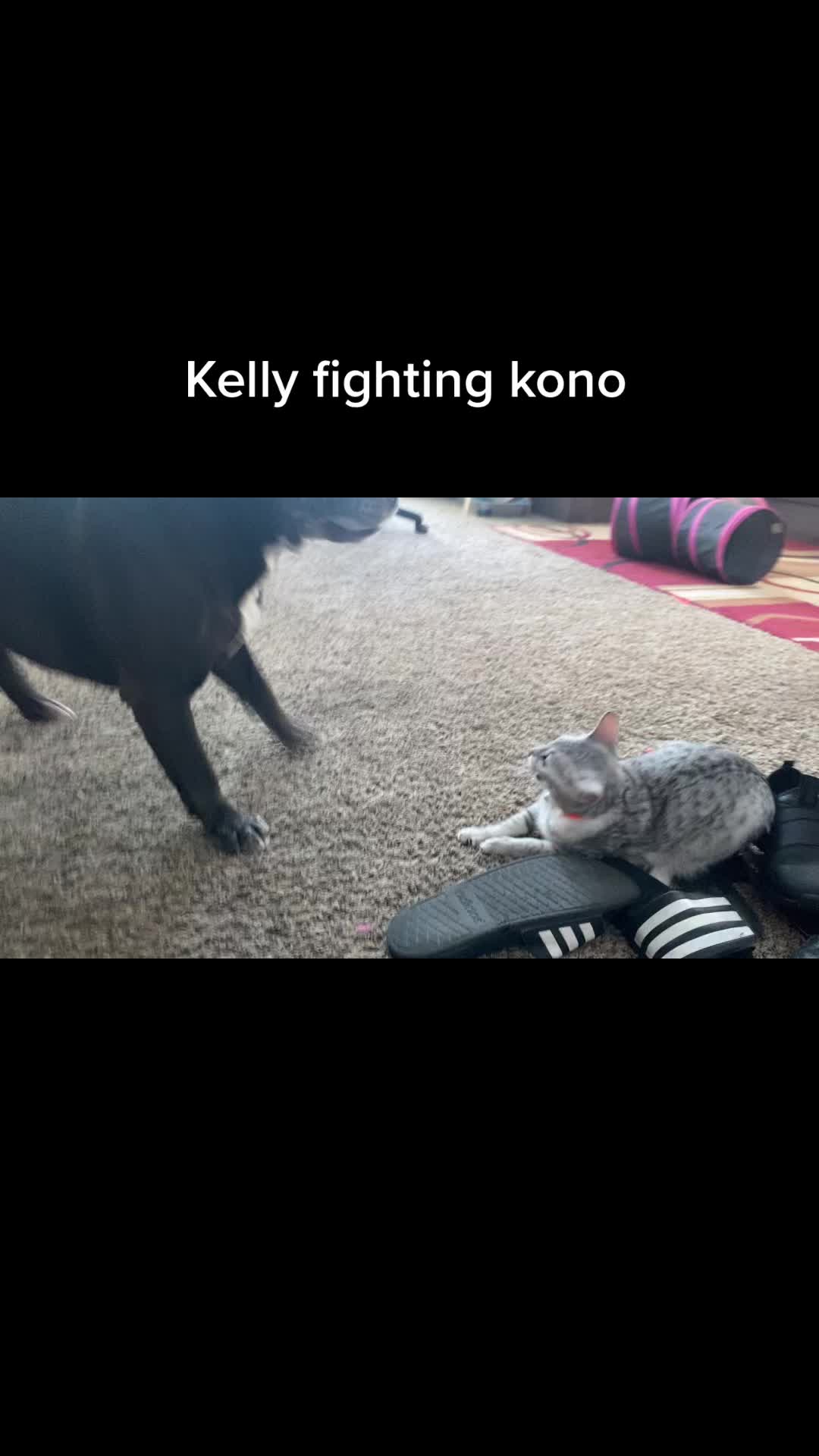 @Kono the bully