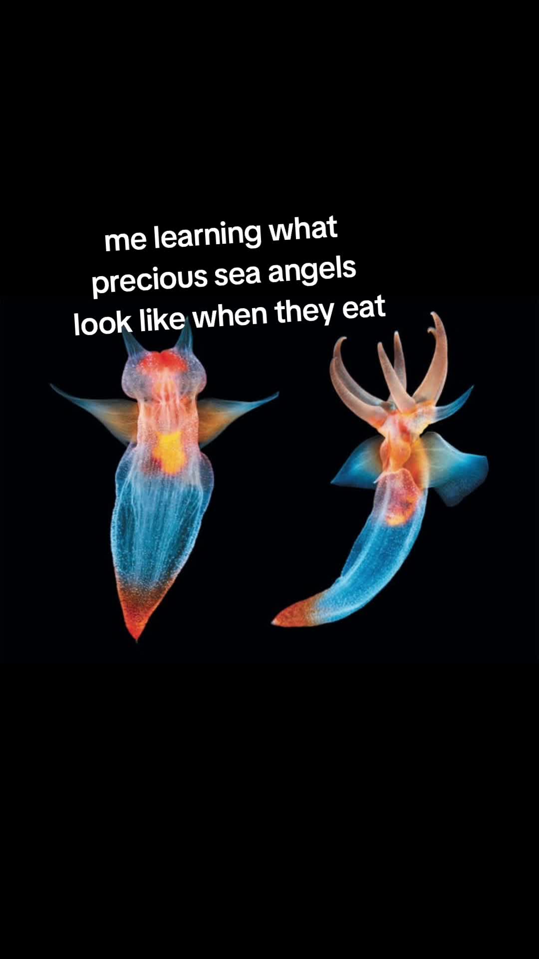 @˚₊‧꒰ა ☆ ໒꒱ ‧₊˚