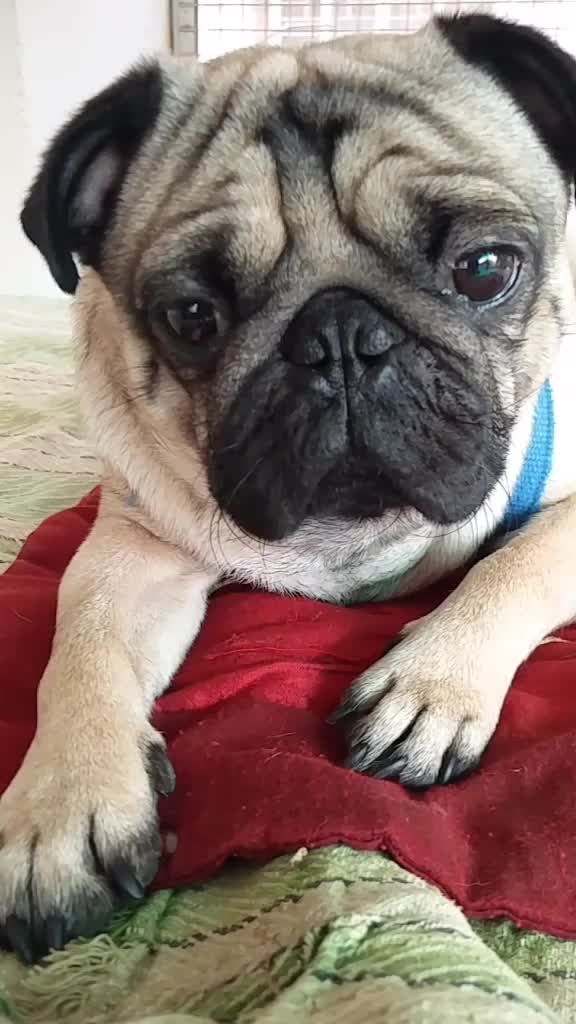 @Abhisheta Singh