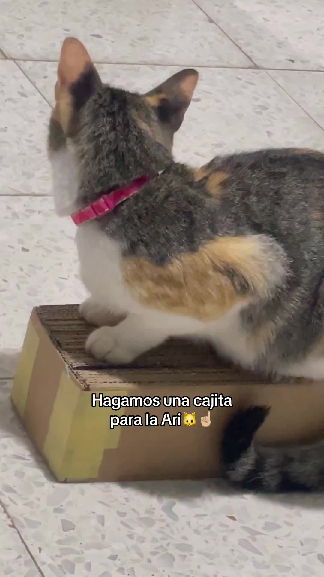 @🧃Fá