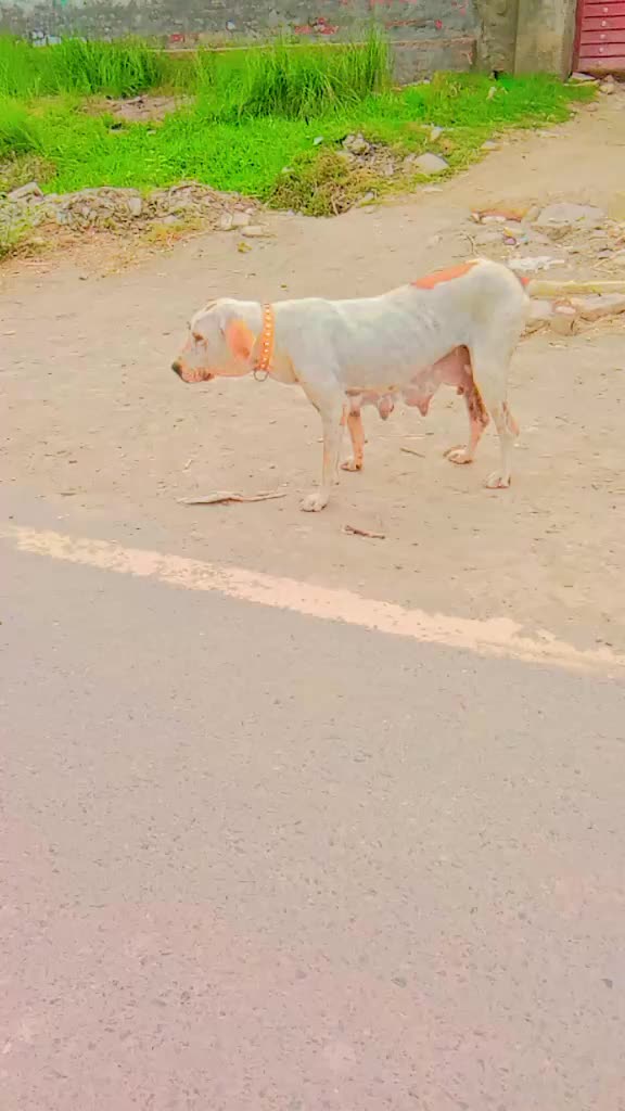 @ashanvirk