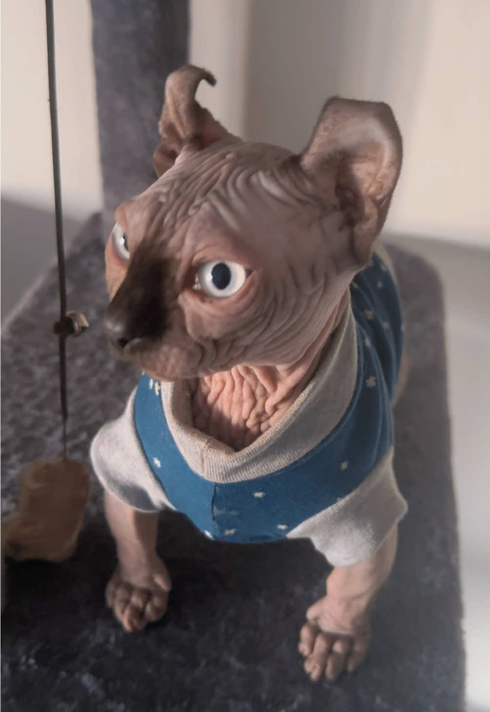 @vanilleetbeerus