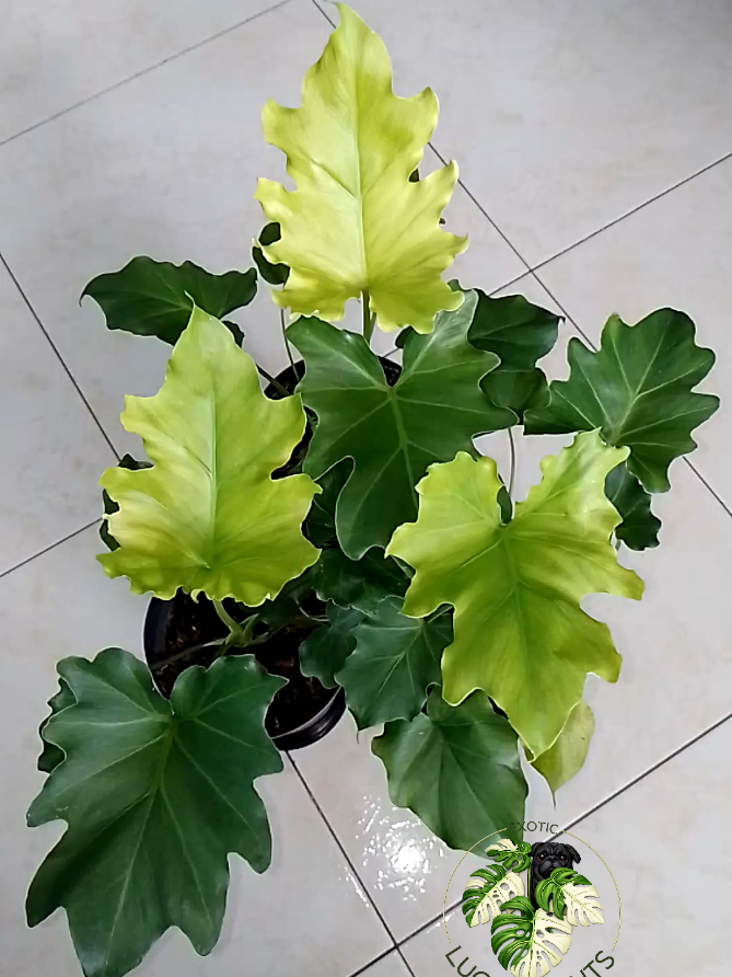 @LUCKY PLANTS